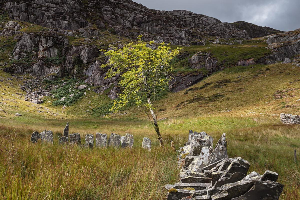 La cantera de pizarra abandonada de Cwmorthin, cerca de Blaenau Ffestiniog, en Gales: un árbol solo entre pastizales, restos de muros de pizarra y laderas de roca gris. Foto: Julian Herzog, Wikimedia Commons, CC BY 4.0